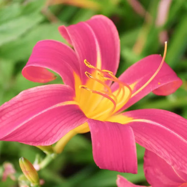 Hemerocallis 'Pink Damask' - Hémérocalle | Achat direct au producteur
