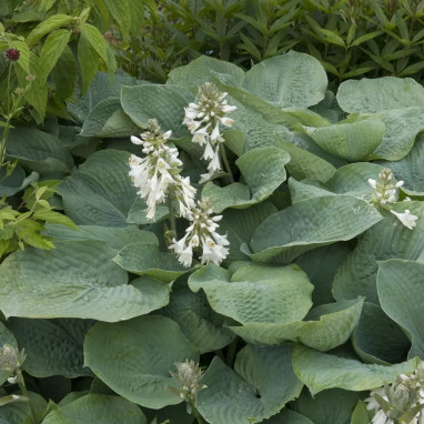 Hosta 'Blue Angel' - Hosta | Achat direct au producteur