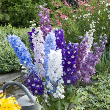 Delphinium 'Round Table' - Pied-d'alouette géant | Achat producteur
