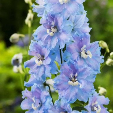 Delphinium 'Summer Skies' - Delphinium | Achat direct producteur