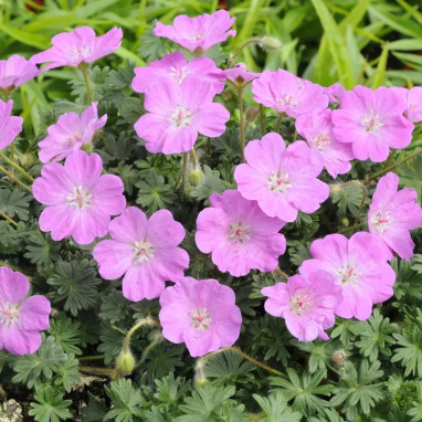 Geranium sanguineum 'Alan Bloom' - Geranium | Achat producteur