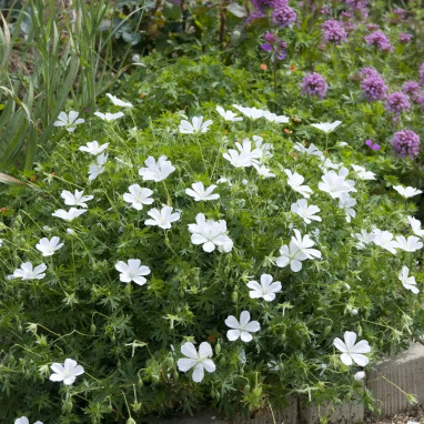 Geranium sanguineum 'Album' - Geranium | Achat direct au producteur