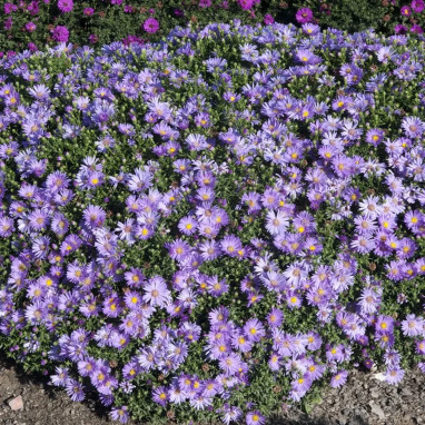 Aster dumosus 'Lady in Blue' - Aster | Achat direct au producteur