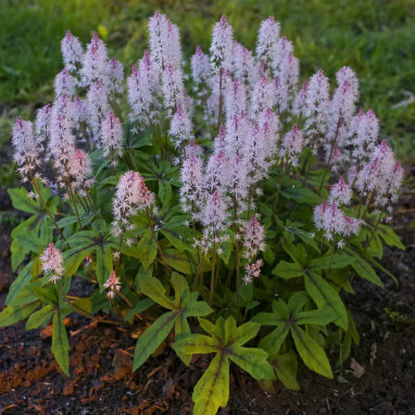 Tiarella 'Spring Symphony' - Tiarella | Achat direct au producteur