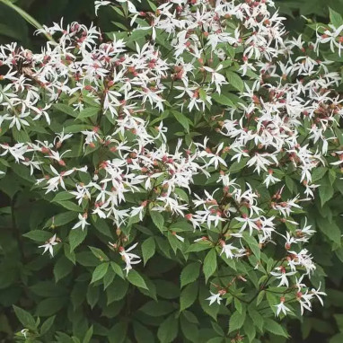 Gillenia trifoliata | Achat direct au producteur