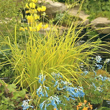 Carex elata 'Aurea' - Carex doré | Achat direct au producteur