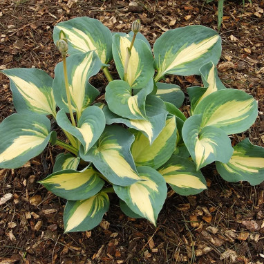 Hosta 'Great Expectations' - Hosta sieboldiana | Achat producteur