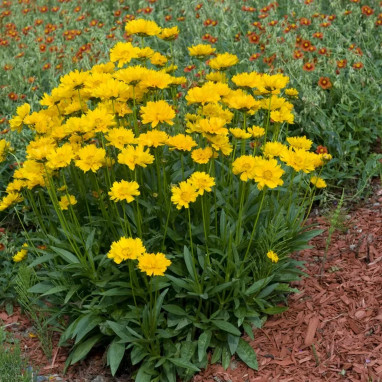 Coreopsis grandiflora 'Sonnenkind'® - Coreopsis | Achat producteur