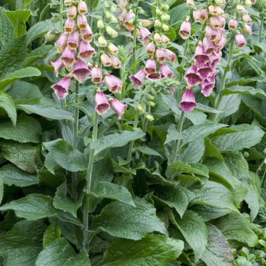 Digitalis mertonensis - Digitale de Merton | Achat producteur