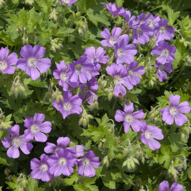 Geranium 'Sirak' - Geranium | Achat direct au producteur