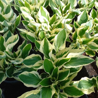 Hosta 'Patriot' - Hosta | Achat direct au producteur