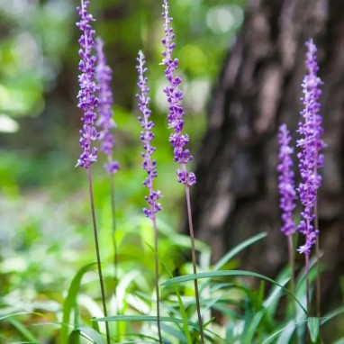 Liriope spicata - Liriope | Achat direct au producteur