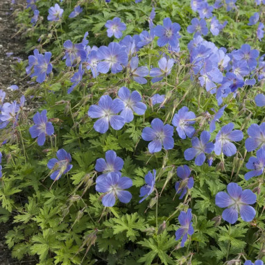 Geranium 'Brookside' - Geranium | Achat direct au producteur