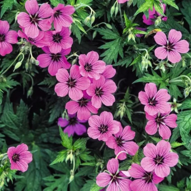 Geranium 'Patricia' - Geranium | Achat direct au producteur