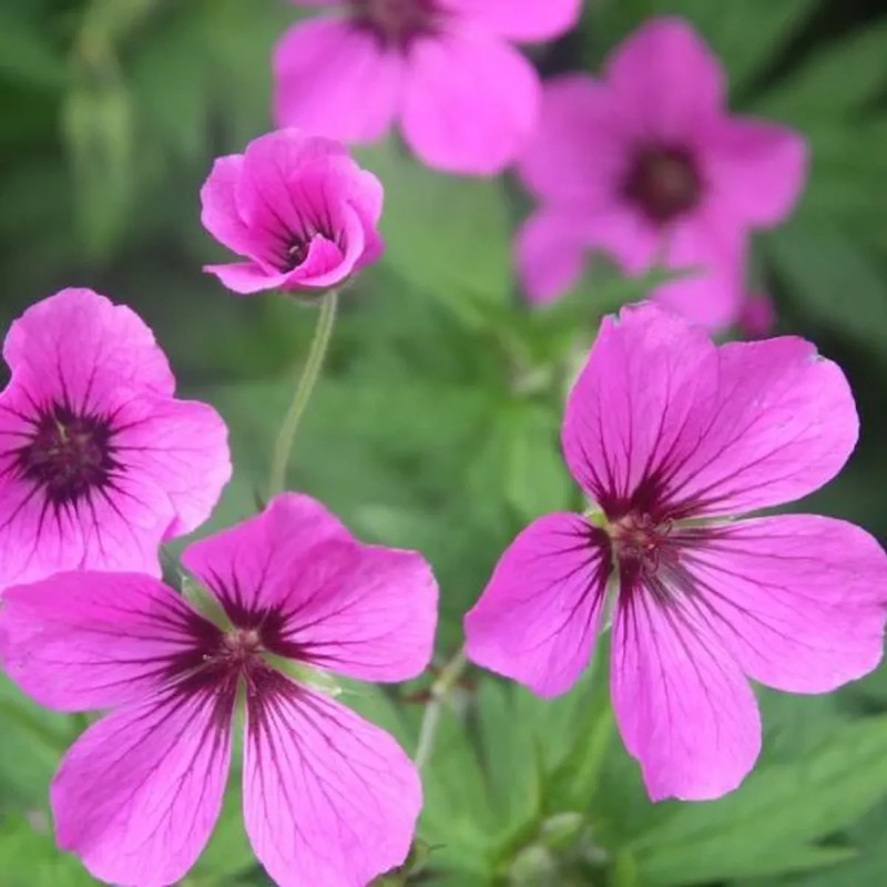 Geranium 'Patricia' - Geranium | Achat direct au producteur