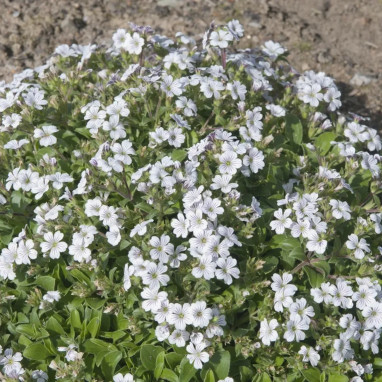 Gypsophila cerastioides - Gypsophila | Achat direct au producteur