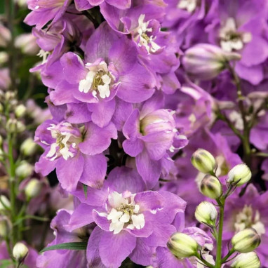 Delphinium Magic Fountains 'Lilac Pink White' | Achat producteur