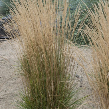 Calamagrostis 'Brachytricha' | Achat direct au producteur
