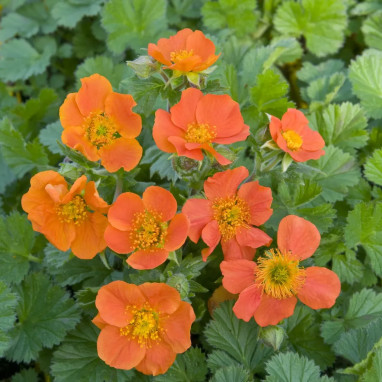 Geum coccineum 'Koi' - Geum | Achat direct au producteur