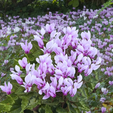 Cyclamen 'Amaze Me Pink' - Cyclamen hederifolium | Achat en ligne