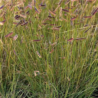 Bouteloua gracilis - Graminée prairie sèche | Achat producteur