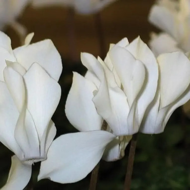 Cyclamen hederifolium 'Amaze Me White' | Achat direct au producteur