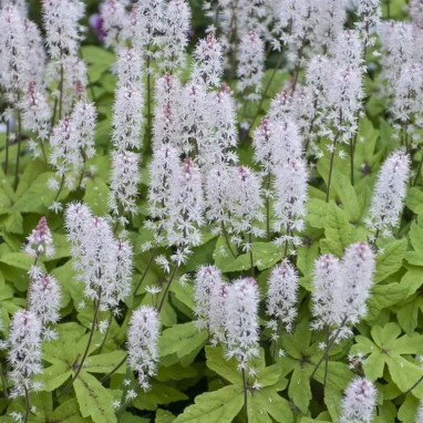 Tiarella Morning Star - Tiarella | Achat direct au producteur