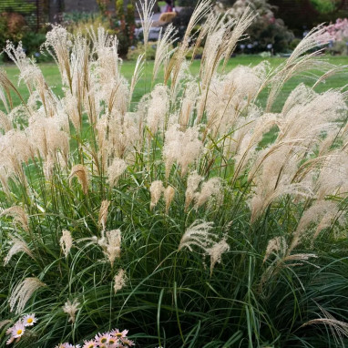 Miscanthus sinensis 'Adagio' - Miscanthus | Achat direct producteur