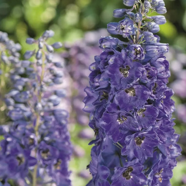 Delphinium 'Magic Fountains Dark Blue Dark Bee' | Achat producteur