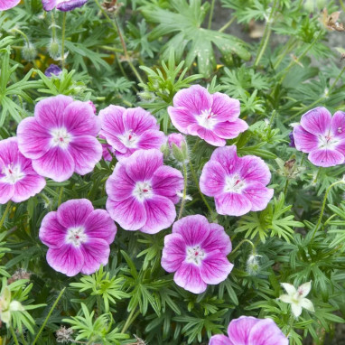 Geranium sanguineum 'Elke' - Geranium | Achat direct au producteur