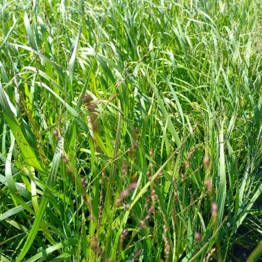 Panicum virgatum 'Shenandoah' - Panicum | Achat producteur