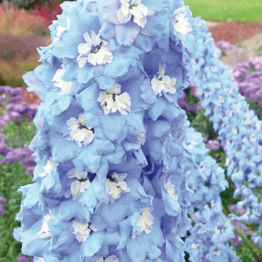 Delphinium 'Magic Fountains Skyblue White Bee' | Achat producteur