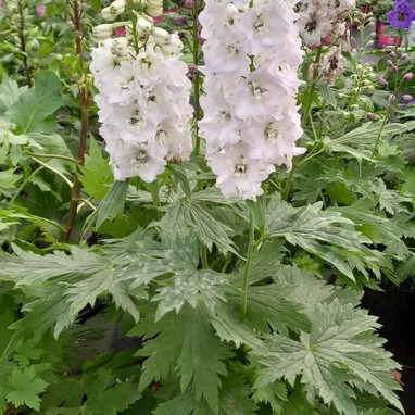 Delphinium 'Magic Fountains Pure White' | Achat direct au producteur
