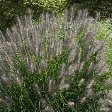 Pennisetum alopecuroides 'Moudry' - Pennisetum | Achat producteur