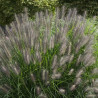 Pennisetum Alopecuroides 'Moudry'