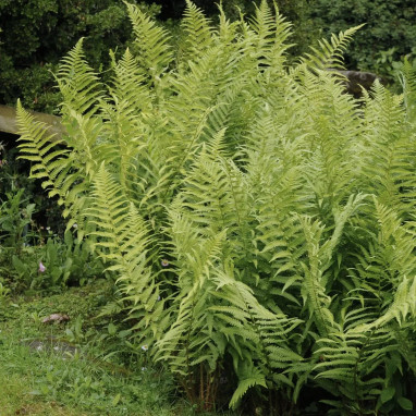 Fougère mâle - Dryopteris filix-mas | Achat direct au producteur