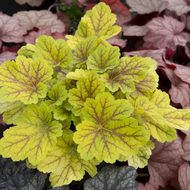 Heuchera 'Electra' - Heuchera | Achat direct au producteur