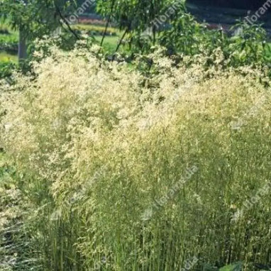 Deschampsia cespitosa 'Goldschleier' | Achat direct au producteur