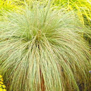 Carex pendula - Carex | Achat direct au producteur