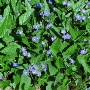 Omphalodes verna - Nombril-de-Vénus | Achat direct au producteur