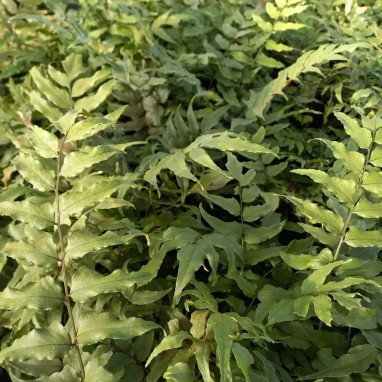 Cyrtomium fortunei - Fougère de Fortune | Achat direct au producteur