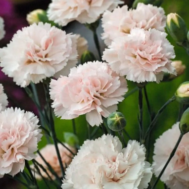 Dianthus plumarius 'Widecombe Fair' - Dianthus | Achat producteur