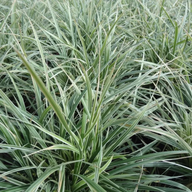 Ophiopogon japonicus - Ophiopogon | Achat direct au producteur