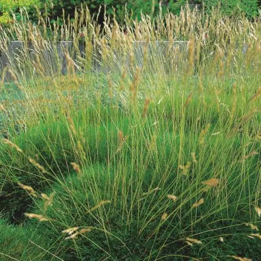 Festuca scoparia (gautieri) - Festuca | Achat direct au producteur