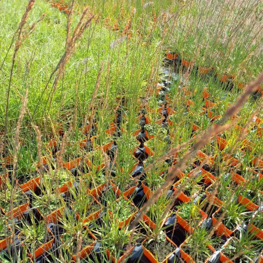 Molinia caerulea 'Heidebraut' - Molinia | Achat direct au producteur
