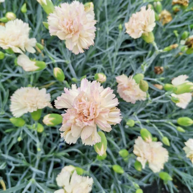 Dianthus plumarius 'Bailey's Celebration' | Achat direct au producteur