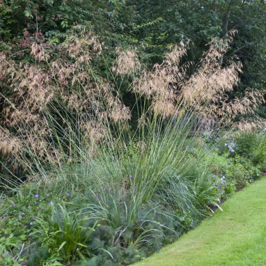 Deschampsia cespitosa - Canche cespiteuse | Achat direct au producteur