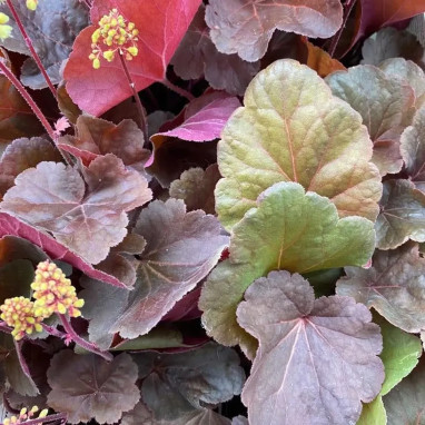 Heuchera LITTLE CUTIES 'Blondie' | Achat direct au producteur