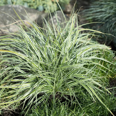 Carex oshimensis 'Everest' - Laîche | Achat direct au producteur