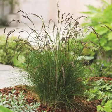 Festuca amethystina - Fétuque améthyste | Achat direct au producteur